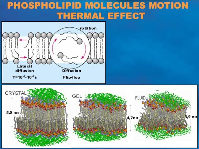 PHOSPHOLIPID MOLECULES MOTIONTHERMAL EFFECTrotationLateral diffusionT=10-7-10-8sDiffusionFlip-flop