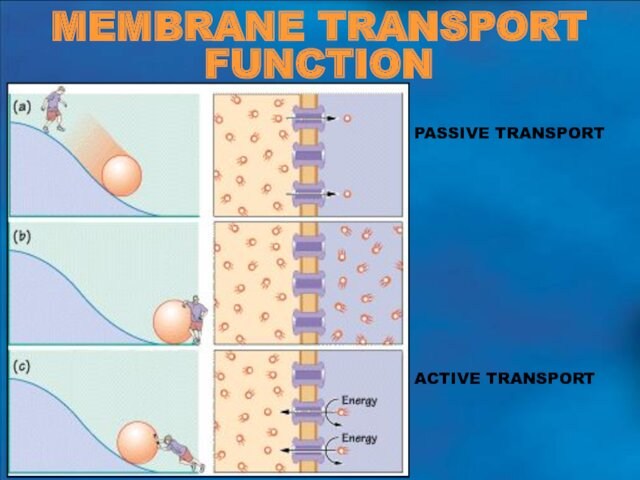 MEMBRANE TRANSPORT FUNCTIONPASSIVE TRANSPORTACTIVE TRANSPORT