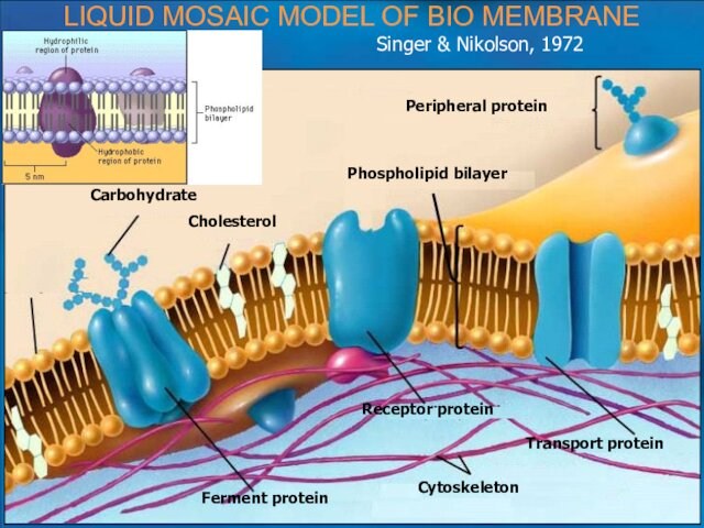 ЛипидLIQUID MOSAIC MODEL OF BIO MEMBRANE