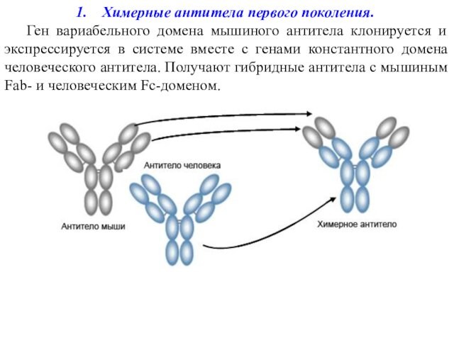 Химерные антитела первого поколения. Ген вариабельного домена мышиного антитела клонируется и экспрессируется в системе вместе с
