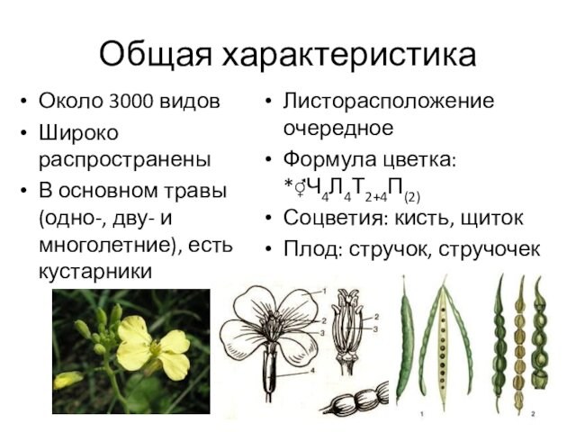 есть кустарникиЛисторасположение очередноеФормула цветка: *⚥Ч4Л4Т2+4П(2)Соцветия: кисть, щитокПлод: стручок, стручочек