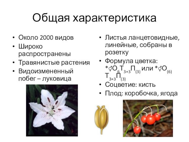 собраны в розеткуФормула цветка: *⚥О6Т3+3П(3) или *⚥О(6)Т3+3П(3) Соцветие: кистьПлод: коробочка, ягода