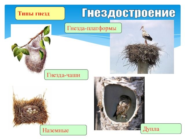 ГнездостроениеТипы гнездНаземные Гнезда-чашиГнезда-платформы Дупла