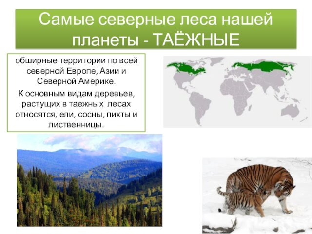 Самые северные леса нашей планеты - ТАЁЖНЫЕобширные территории по всей северной Европе, Азии и Северной Америке.