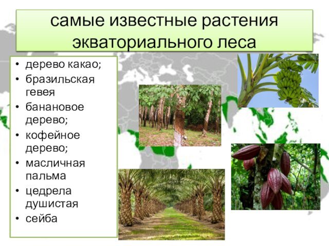 дерево какао;бразильская гевеябанановое дерево;кофейное дерево;масличная пальмацедрела душистаясейбасамые известные растения экваториального леса