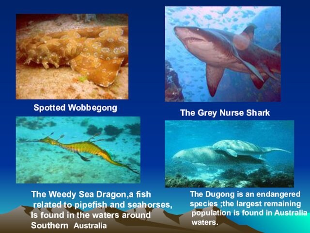 Spotted WobbegongThe Grey Nurse SharkThe Weedy Sea Dragon,a fish related to pipefish and seahorses,Is found in