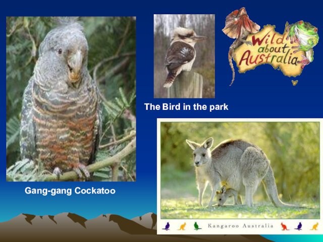 Gang-gang CockatooThe Bird in the parkThe Murray Cod