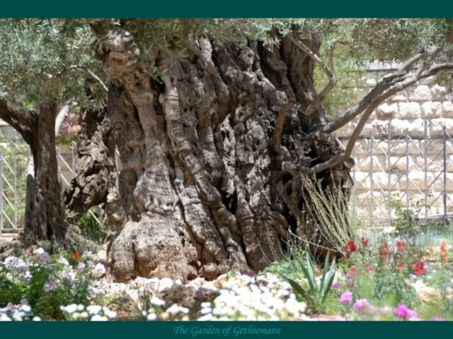 The Garden of Gethsemane© Miki Pitish