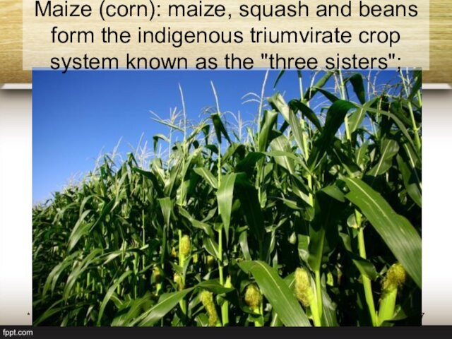 *Богдевич А.И. 2012Maize (corn): maize, squash and beans form the indigenous triumvirate crop system known as