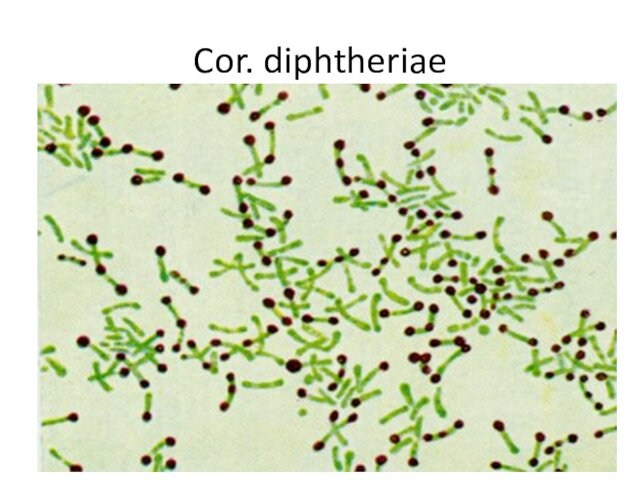 Cor. diphtheriae