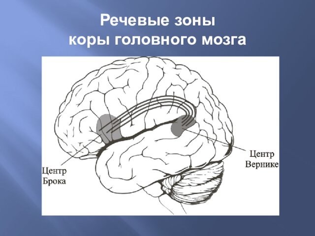 Речевые зоны  коры головного мозга