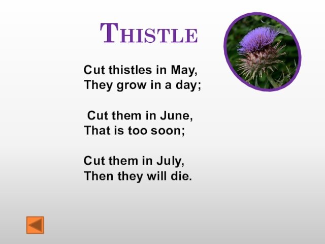 Thistle Cut thistles in May,  They grow in a day;   Cut them
