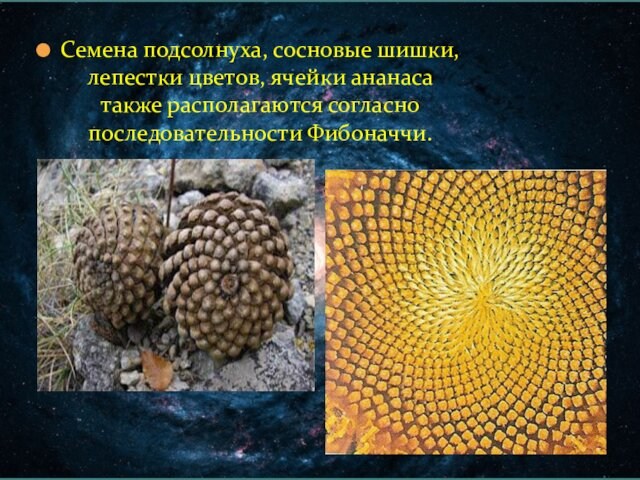 Семена подсолнуха, сосновые шишки, лепестки цветов, ячейки ананаса также располагаются согласно последовательности Фибоначчи.