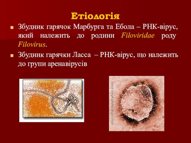 Filoviridae роду Filovirus.Збудник гарячки Ласса – РНК-вірус, що належить до групи аренавірусів