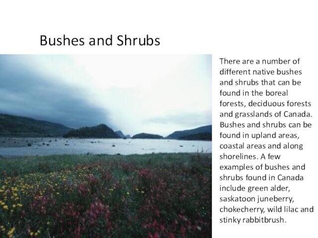 Bushes and ShrubsThere are a number of different native bushes and shrubs