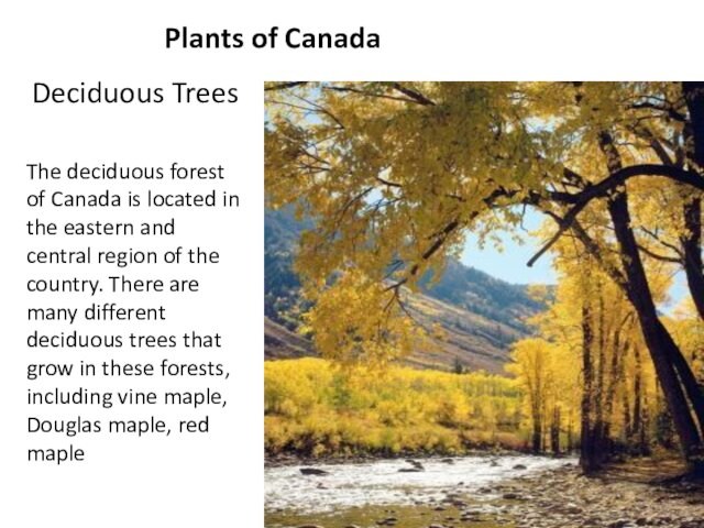 Plants of CanadaDeciduous TreesThe deciduous forest of Canada is located in the eastern and central