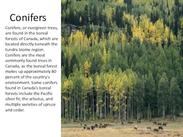 Conifers Conifers, or evergreen trees, are found in the boreal forests of Canada, which are