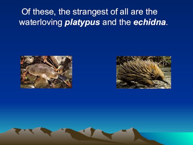 Of these, the strangest of all are the waterloving platypus and the echidna.