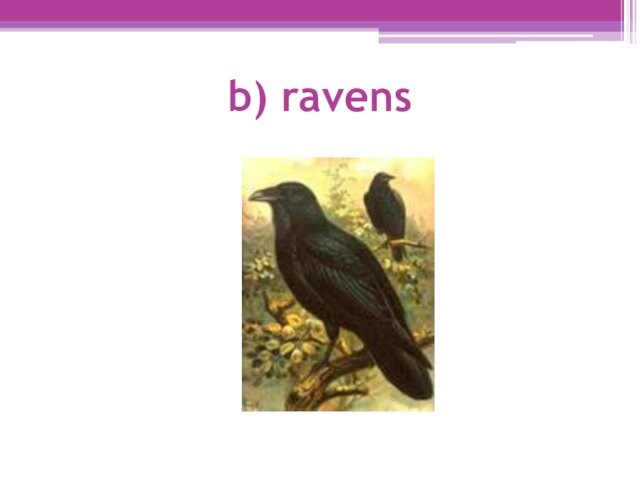 b) ravens