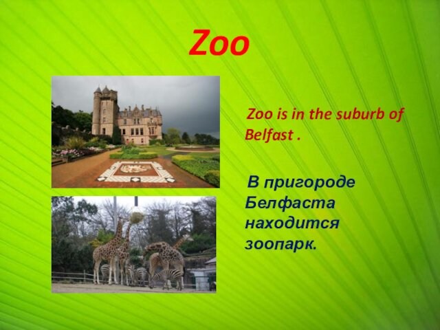 Zoo    Zoo is in the suburb of Belfast .   В пригороде