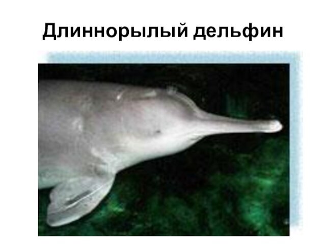 Длиннорылый дельфин