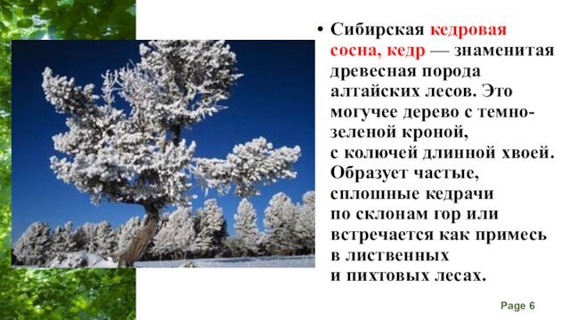 Сибирская кедровая сосна, кедр — знаменитая древесная порода алтайских лесов. Это могучее дерево