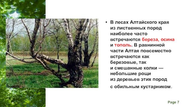 В лесах Алтайского края из лиственных пород наиболее часто встречаются береза, осина и тополь. В равнинной части