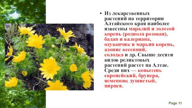 Из лекарственных растений на территории Алтайского края наиболее известны маралий и золотой корень (родиола розовая), бадан