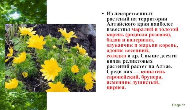 Из лекарственных растений на территории Алтайского края наиболее известны маралий и золотой корень (родиола розовая), бадан и валериана, одуванчик