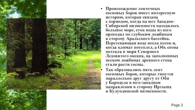 Происхождение ленточных сосновых боров имеет интересную историю, которая связана с периодом, когда на юге Западно-Сибирской низменности