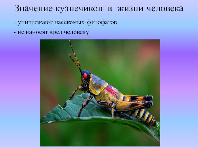 Значение кузнечиков  в  жизни человека   - уничтожают насекомых-фитофагов  - не наносят вред человеку 