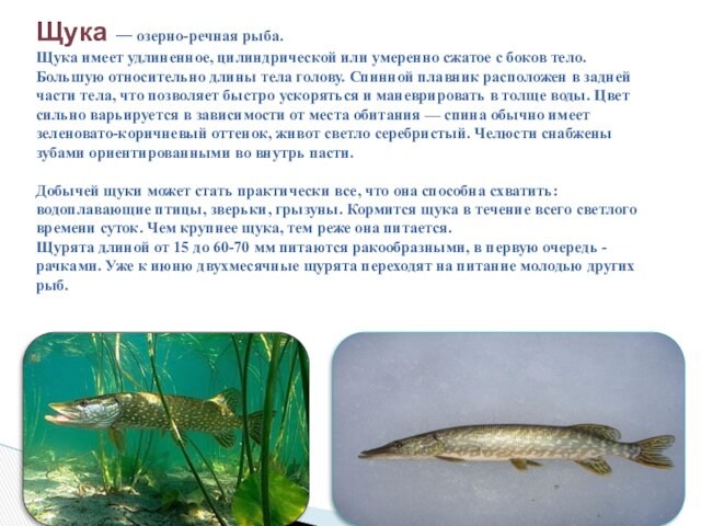 Щука — озерно-речная рыба.  Щука имеет удлиненное, цилиндрической или умеренно