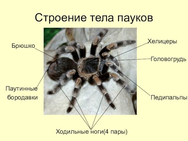 Строение тела пауков    ГоловогрудьХелицеры Ходильные ноги(4 пары)БрюшкоПаутинные бородавкиПедипальпы