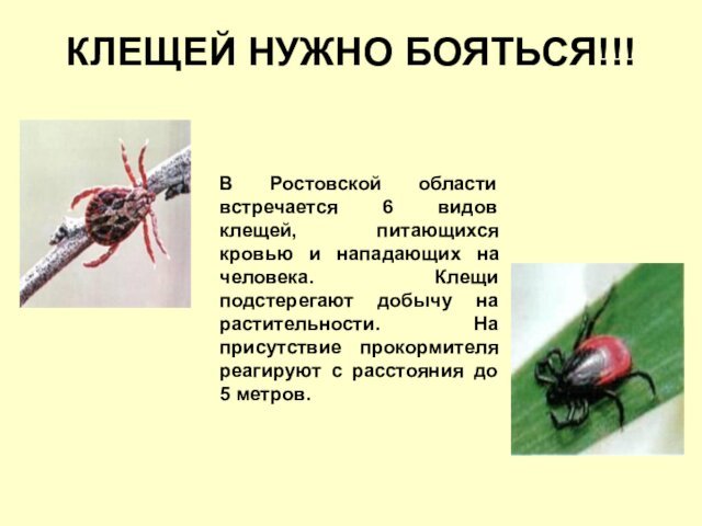 КЛЕЩЕЙ НУЖНО БОЯТЬСЯ!!!В Ростовской области встречается 6 видов клещей, питающихся кровью и