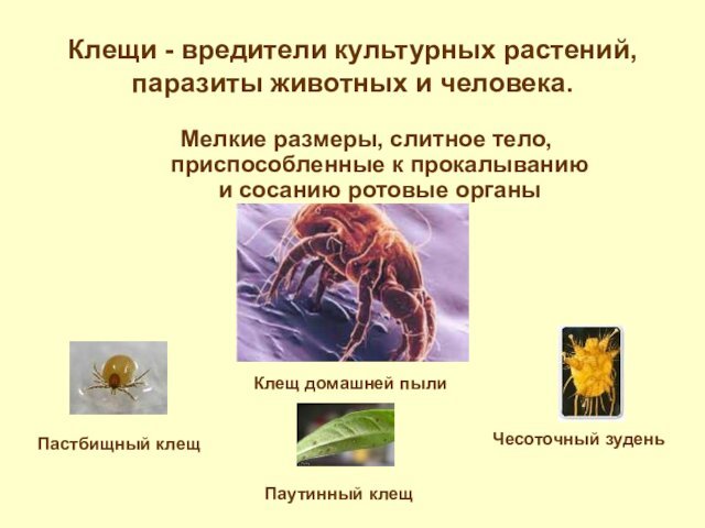 Клещи - вредители культурных растений, паразиты животных и человека.Мелкие размеры, слитное тело,