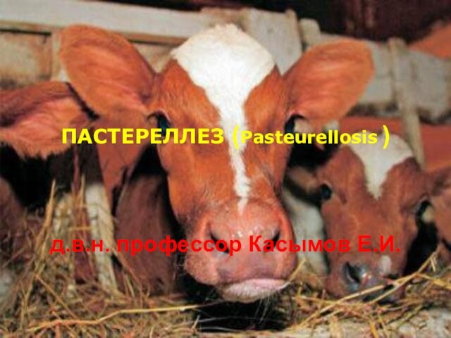 Пастереллез и геморрагическая септицемия сельскохозяйственных животных