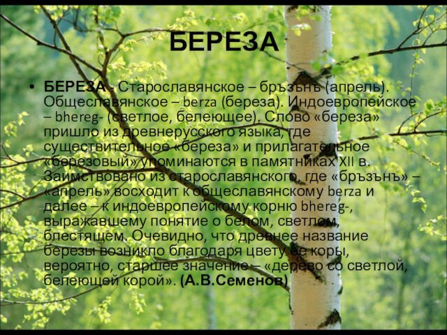 БЕРЕЗАБЕРЕЗА - Старославянское – бръзънъ (апрель). Общеславянское – berza (береза). Индоевропейское –
