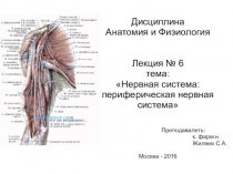 Нервная система: периферическая нервная система