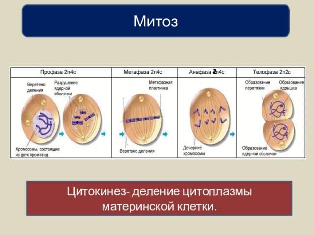 Митоз2Цитокинез- деление цитоплазмы материнской клетки.