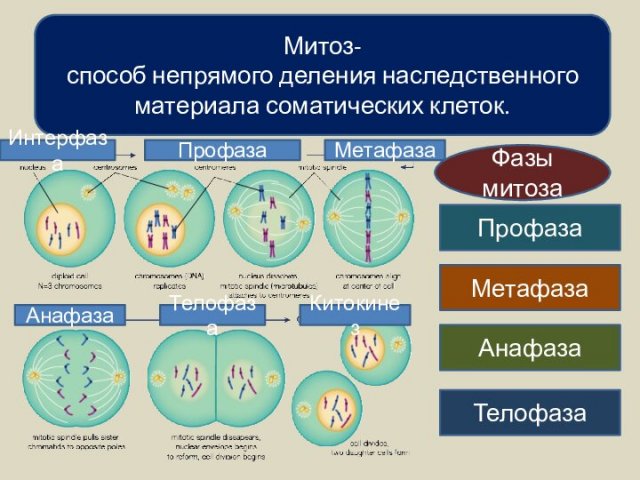 Митоз- способ непрямого деления наследственного материала соматических клеток.ПрофазаФазы митоза МетафазаАнафазаТелофазаПрофазаМетафазаАнафазаТелофазаКитокинезИнтерфаза