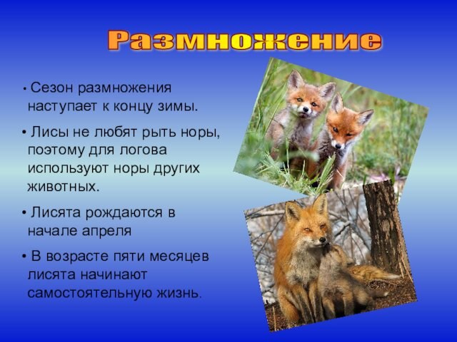 Какую среду обитания освоила лисица обыкновенная. Презентация на тему лисы. Описание лисы. Размножение и развитие лисы. Лиса дикое животное информация.