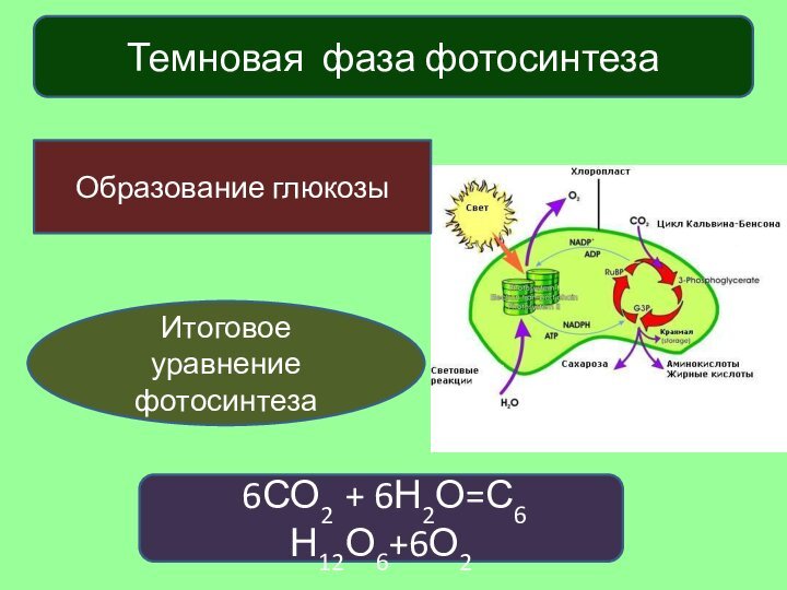 6СО2 + 6Н2О=С6 Н12О6+6О2  Темновая фаза фотосинтеза Образование глюкозы Итоговое уравнение фотосинтеза