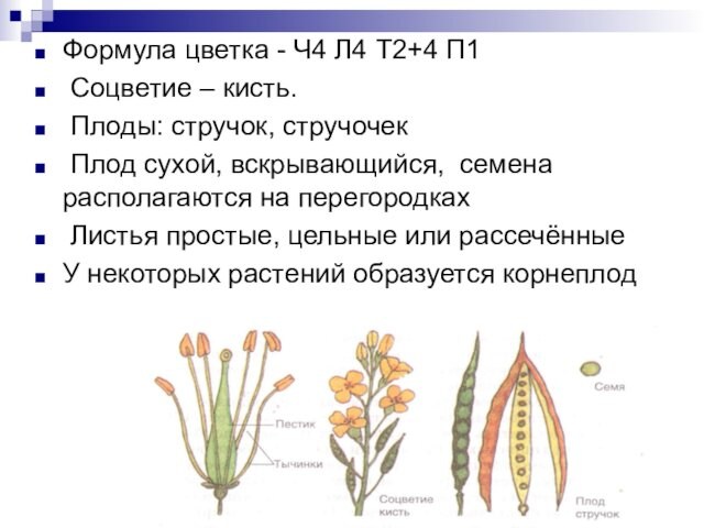 Формула цветка - Ч4 Л4 Т2+4 П1 Соцветие – кисть. Плоды: стручок, стручочек Плод сухой,