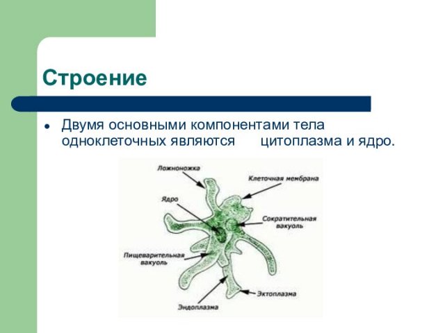 СтроениеДвумя основными компонентами тела одноклеточных являются   цитоплазма и ядро.