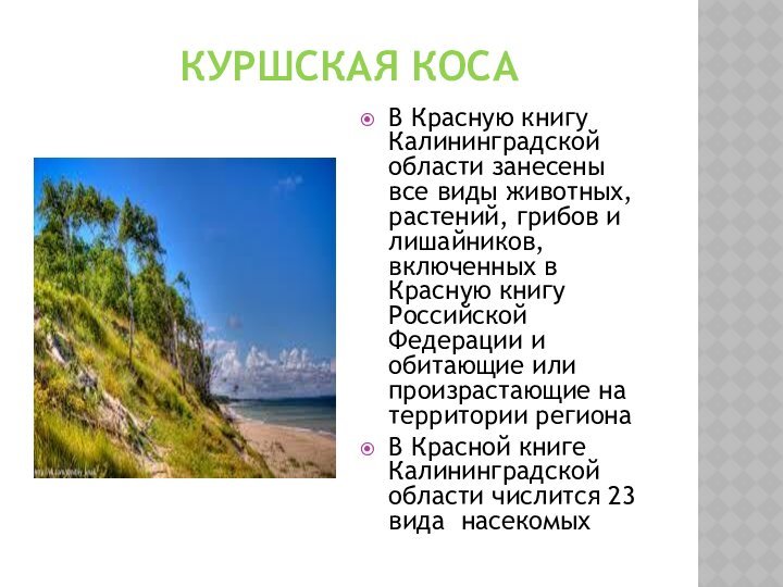 Куршская коса В Красную книгу Калининградской области занесены все виды животных, растений, грибов и лишайников,