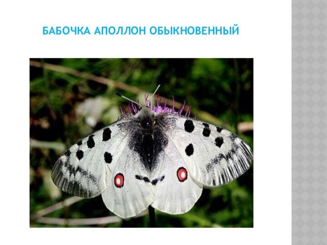 бабочка аполлон обыкновенный