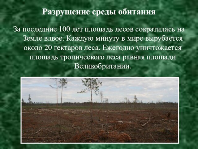 вдвое. Каждую минуту в мире вырубается около 20 гектаров леса. Ежегодно уничтожается площадь тропического леса