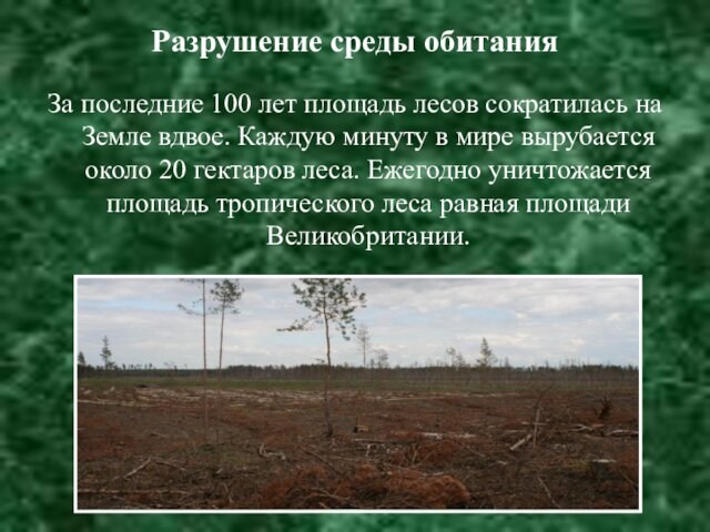 Разрушение среды обитания За последние 100 лет площадь лесов сократилась на Земле вдвое. Каждую минуту