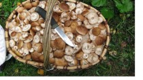 Съедобные и несъедобные грибы
