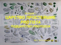 Царство Простейшие (Protozoa)